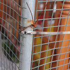 Stainless Steel Cabe Lock Ties (Pack of 10)